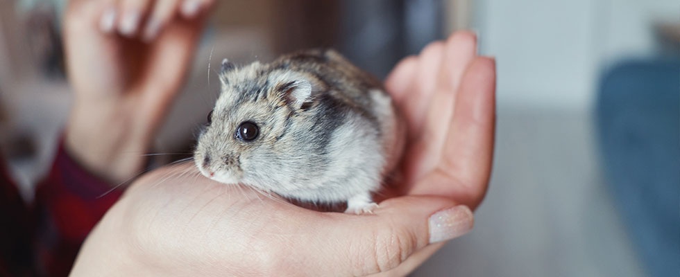 So Putzt Man Susse Hamster Richtig