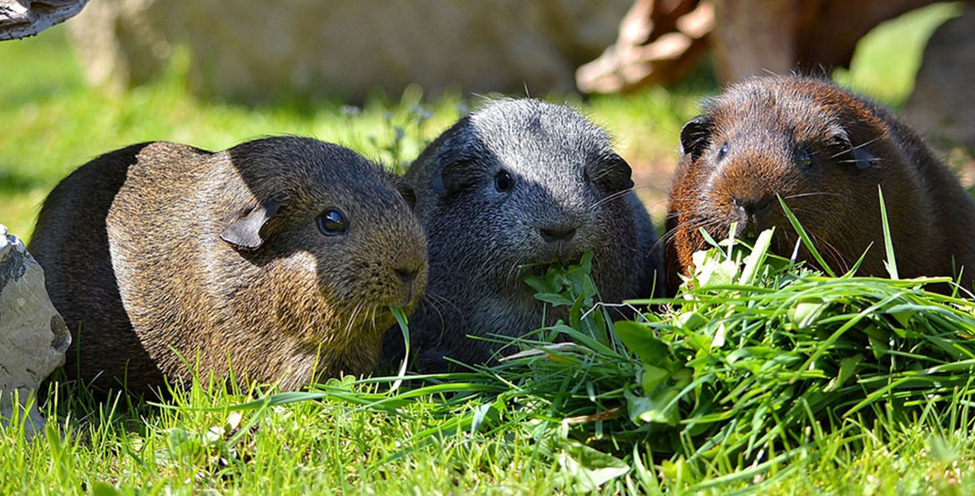 Ein zufriedenes Meerschweinchen