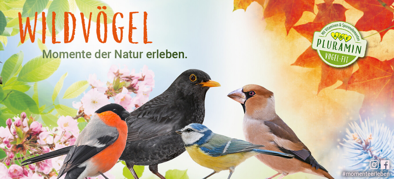 PANTO Wildvogelfutter - Vogelfutter für Winter und Sommer