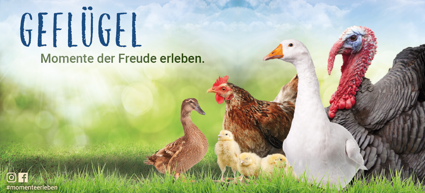 PANTO Futter für Hühner, Enten und mehr