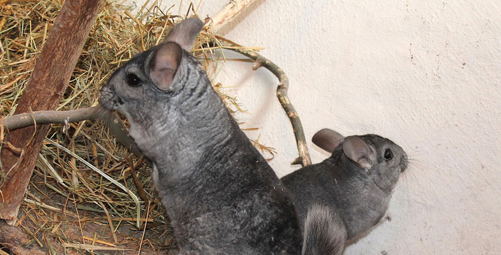 Warum Sandbäder für Chinchillas wichtig sind